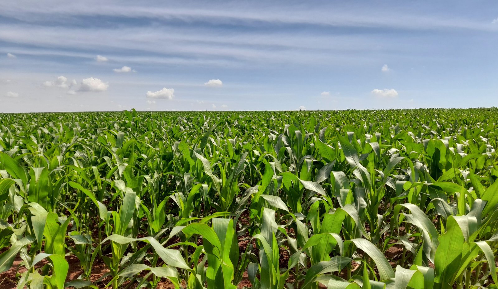 Mato Grosso do Sul deve produzir 11,4 milhões de toneladas de milho na segunda safra, estima Aprosoja/MS