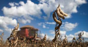 Produtores rurais investem na soja, impulsionando a diversificação econômica no MS