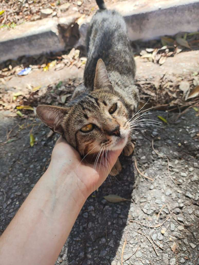 ‘Resgatar animais abandonados é mais do que uma missão; me faz sentir viva’, relata estudante