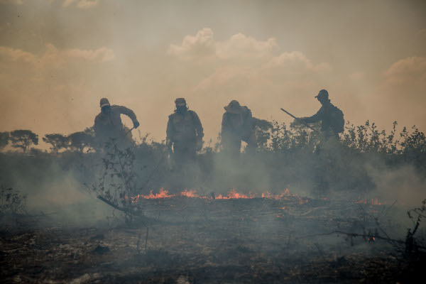 Atual mercado pecuário pode influenciar em um menor impacto do fogo no Pantanal