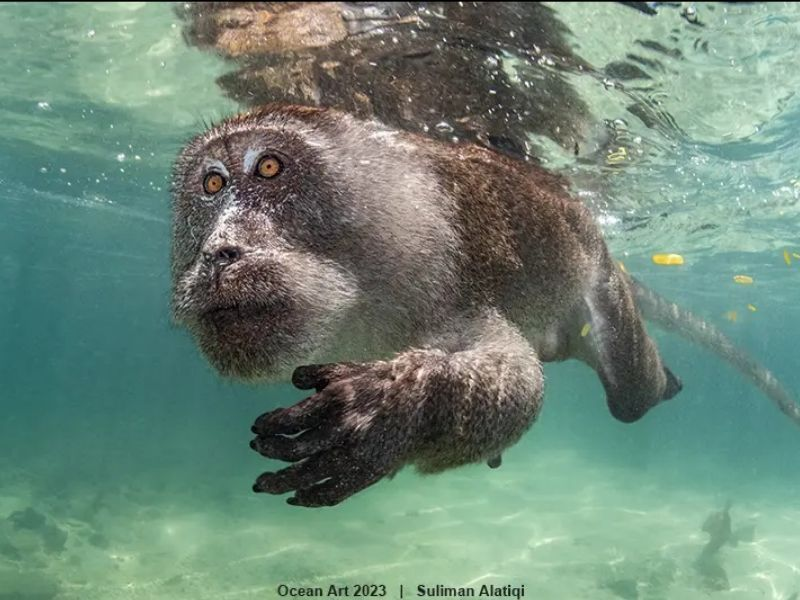 Macaco nadador da Tailândia é a imagem do ano em prêmio de fotografia subaquática