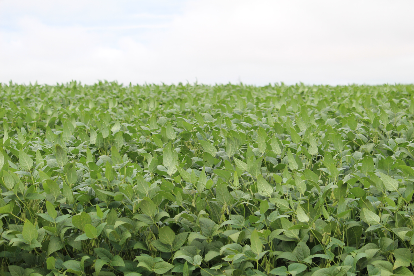 Agricultores avaliam a safra de soja em MS, na próxima terça-feira (6)