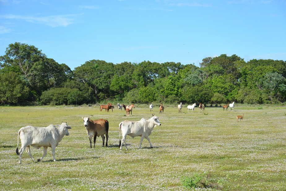 Cresce em 30% o número de produtores certificados por protocolo no Pantanal