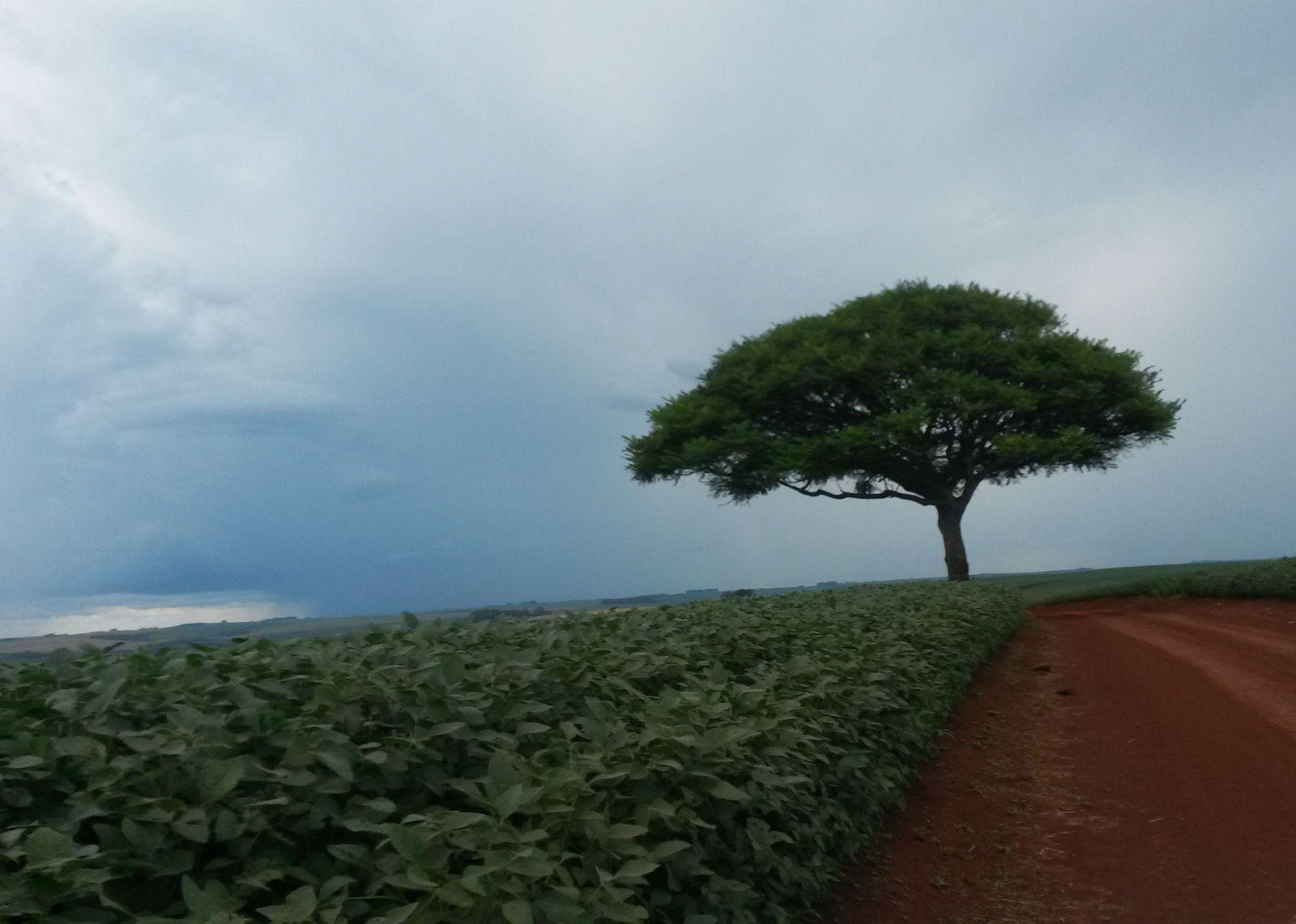 Modelos matemáticos apontam como a produção agrícola no Cerrado sofrerá os impactos das mudanças no clima