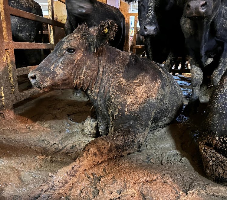 Organizações de proteção animal e especialistas se unem em carta ao Senado pelo fim da exportação de animais vivos