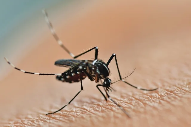 Chikungunya tem letalidade maior que a dengue e ja matou mais de 100 pessoas no Brasil este ano