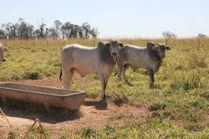 Manejo eficaz do rebanho supera desafios da transição do período das secas para as chuvas