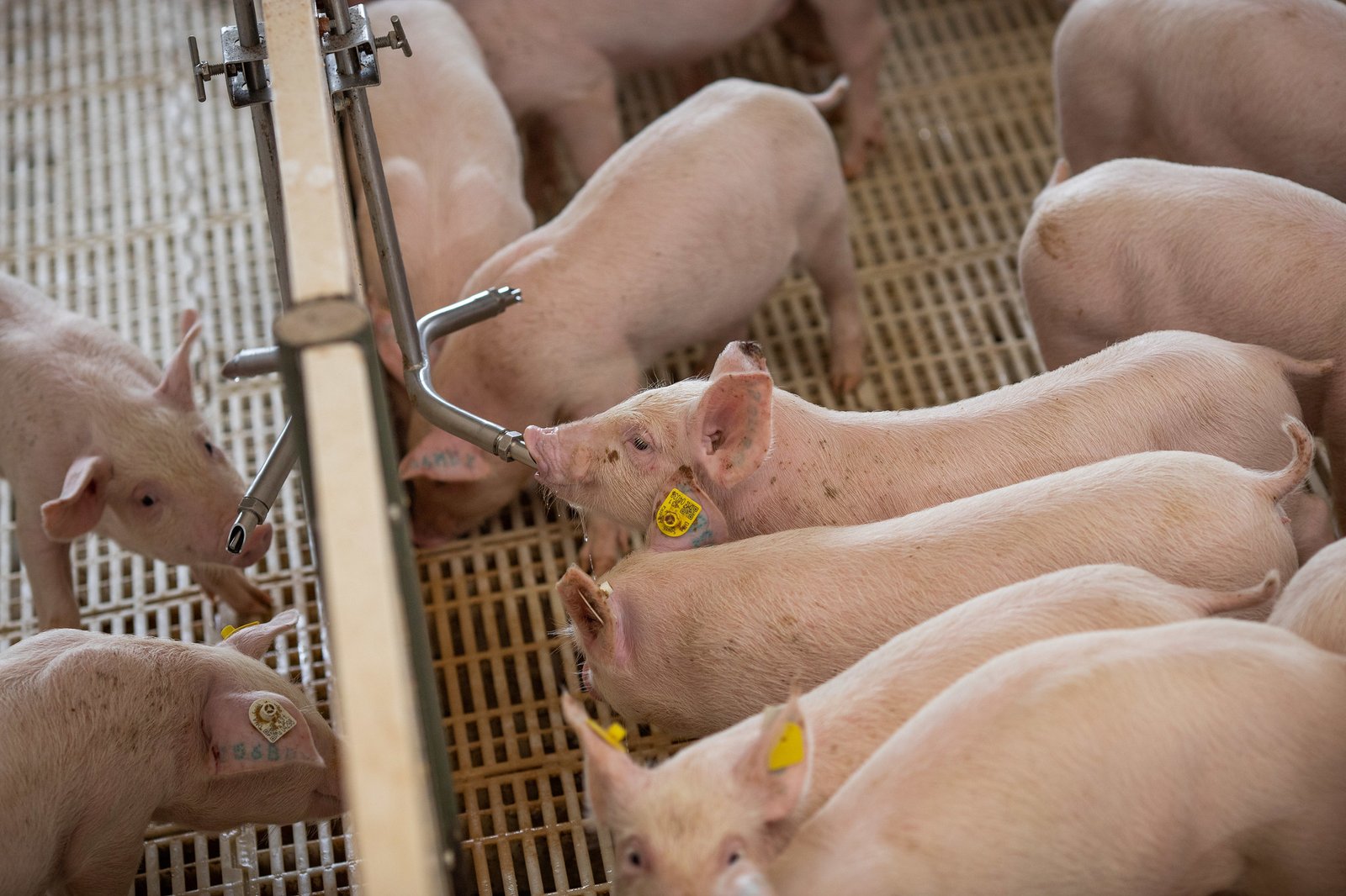 Suinocultura impulsiona economia e sustentabilidade em Mato Grosso do Sul