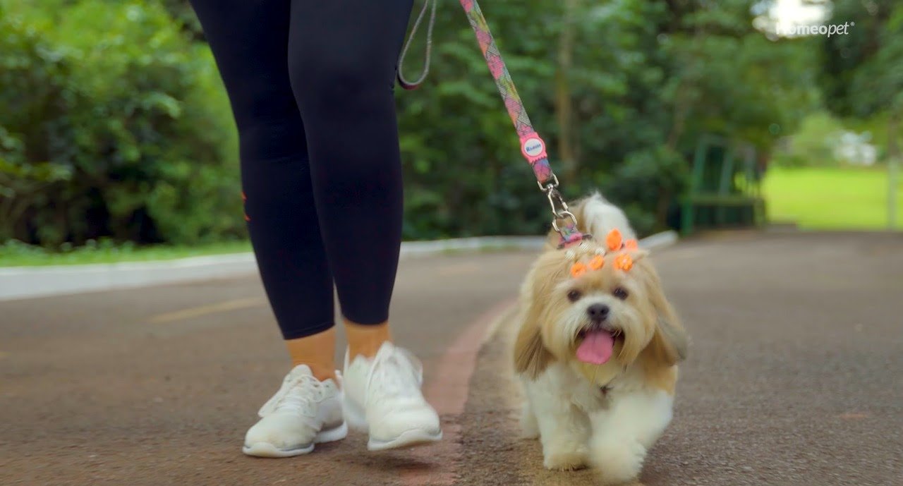 Campo Grande sedia congresso nacional sobre tratamentos inovadores para pets