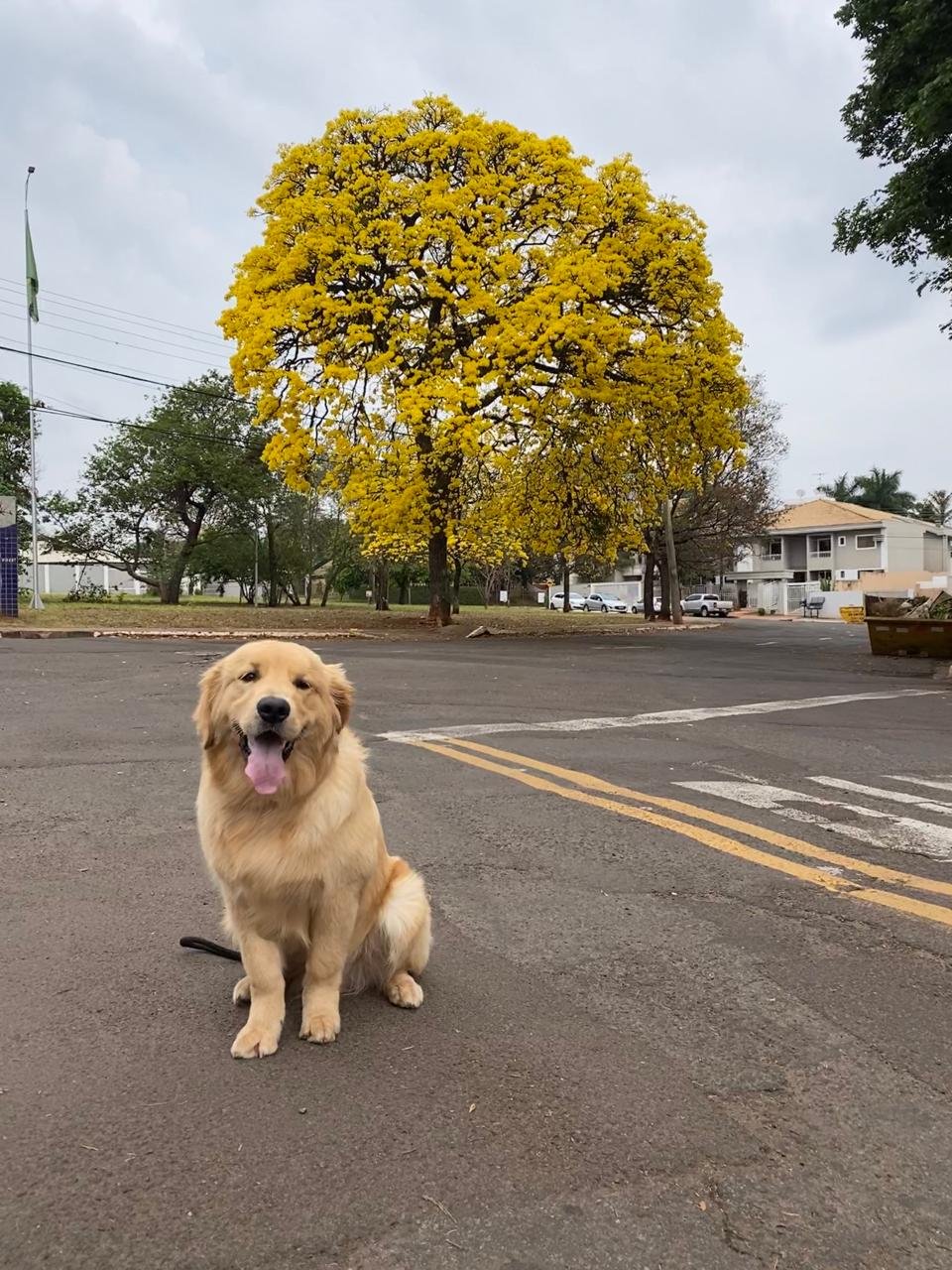 MS recebe congresso sobre inovação em saúde dos pets