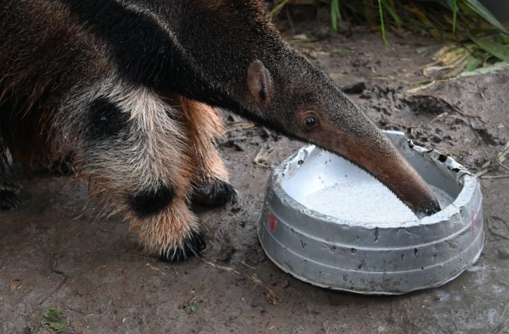 Responsabilidade ambiental: tamanduás tratados pelo Imasul ganham nova chance na natureza