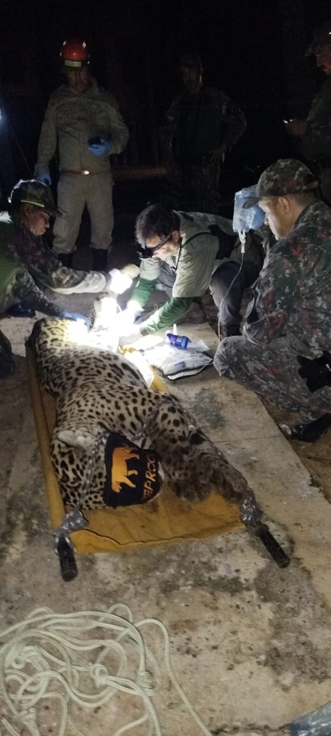 PMA captura onça que atacou e matou caseiro em rancho