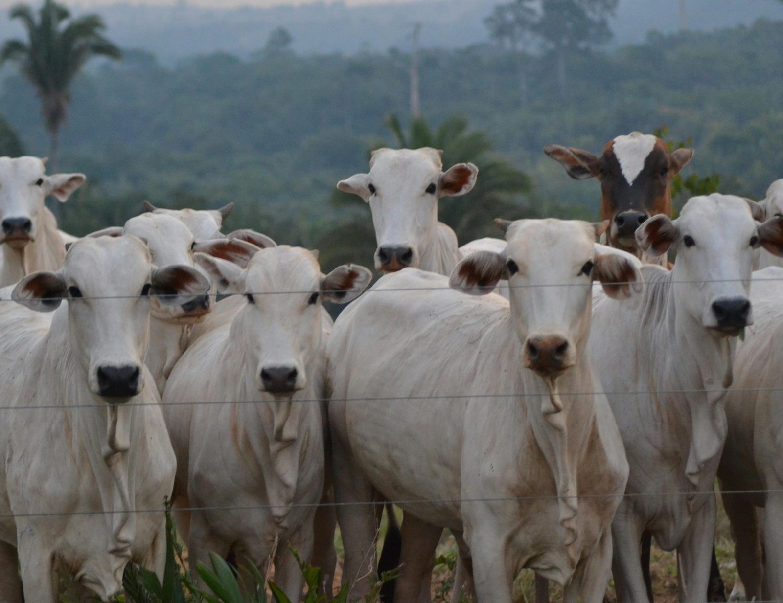 Veterinária e agropecuária: formação acompanha transformações do setor em Mato Grosso do Sul