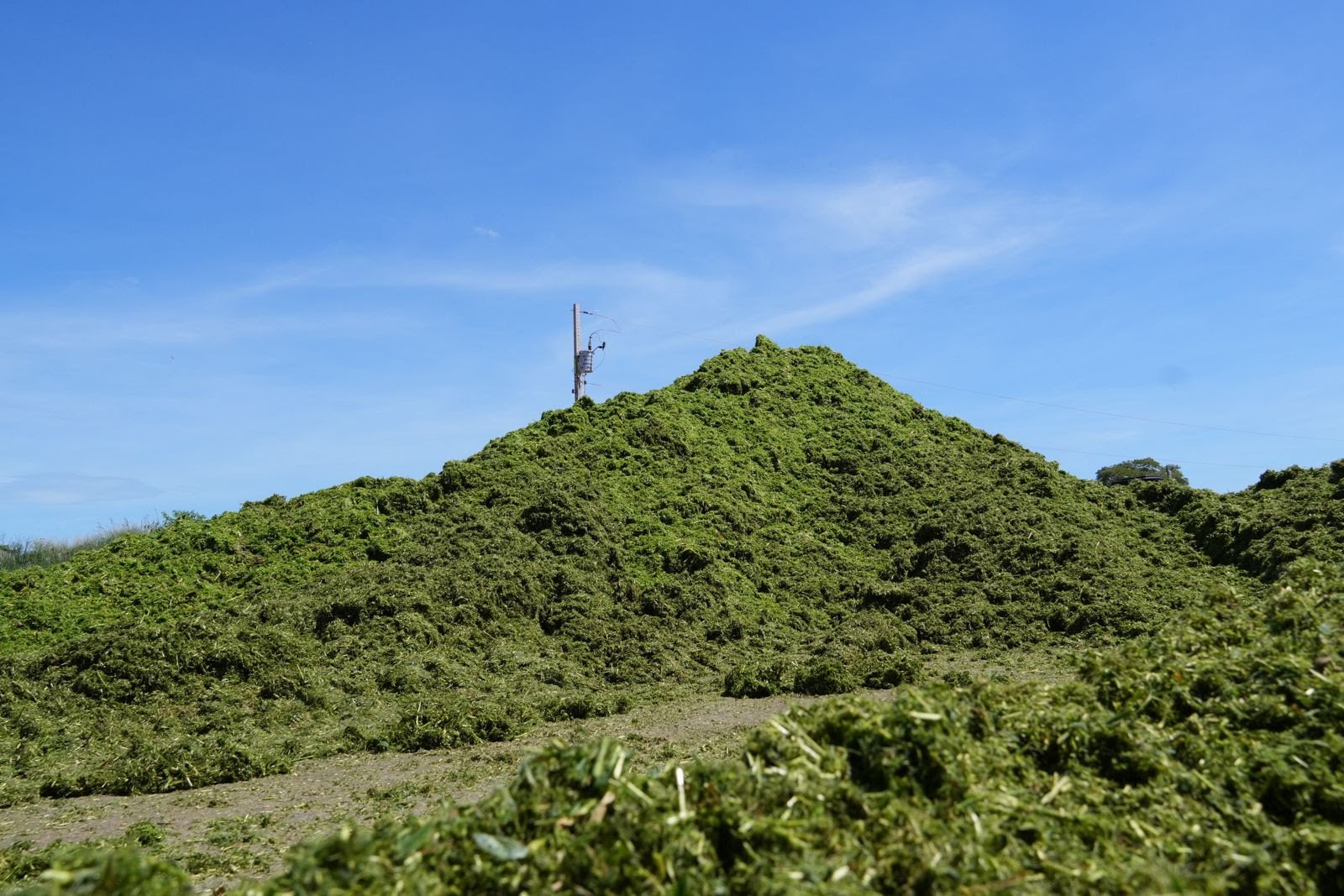 Produtor rural de MS mira no período de seca e cria silagem com alto teor de proteína
