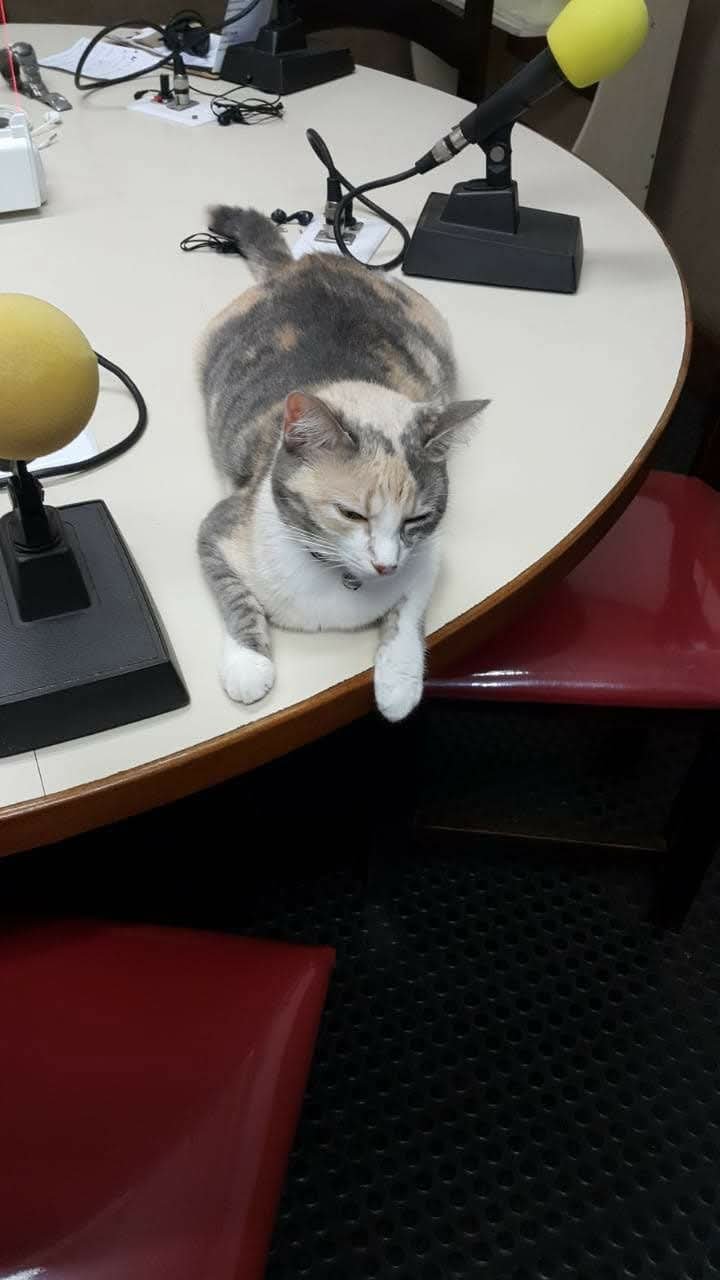 PROCURA-SE A GATA FILOMENA (FIFI)