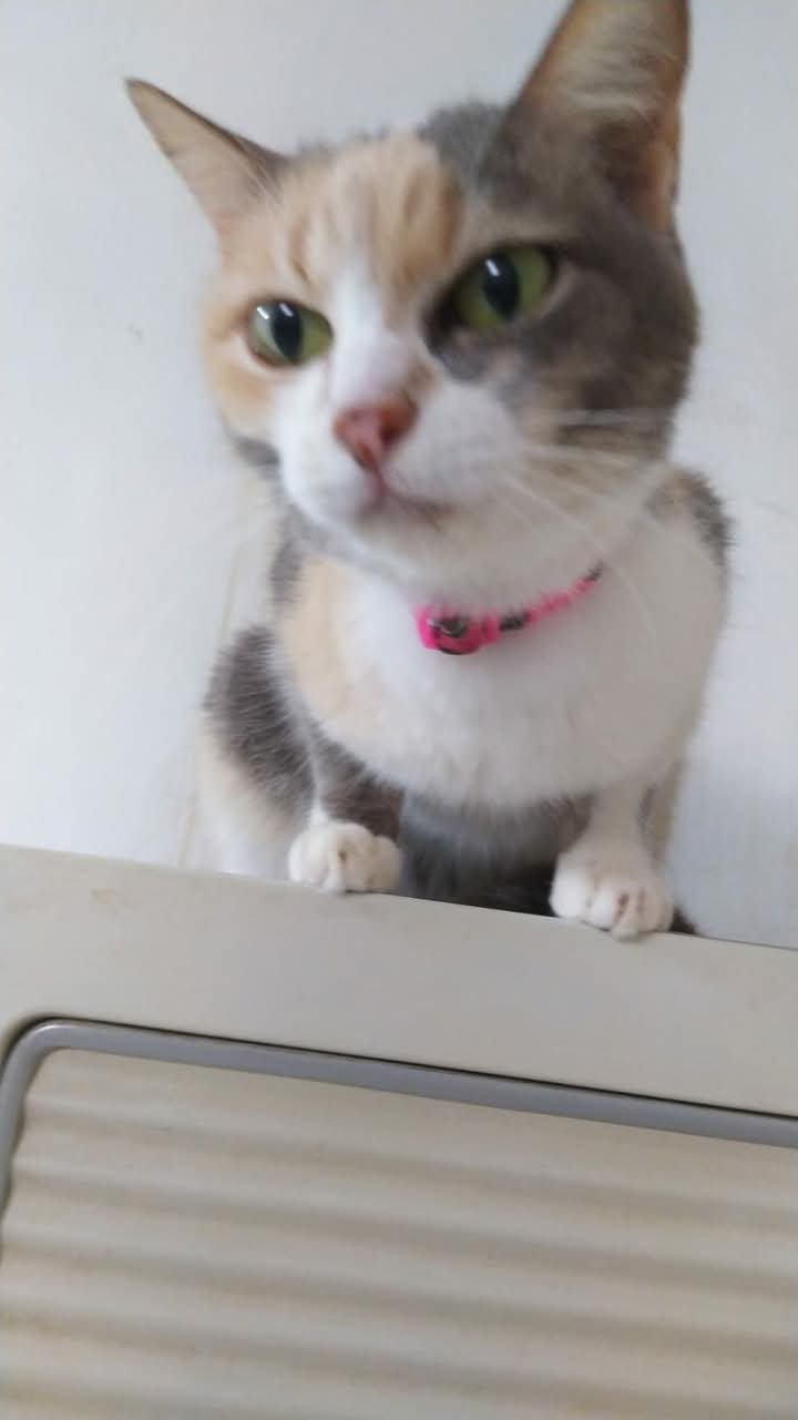 PROCURA-SE A GATA FILOMENA (FIFI)