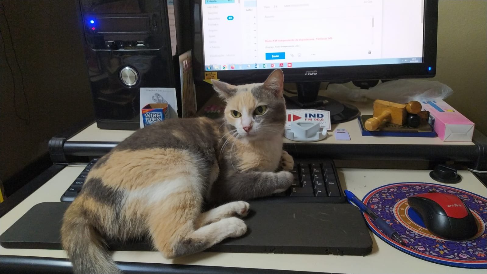 PROCURA-SE A GATA FILOMENA (FIFI)