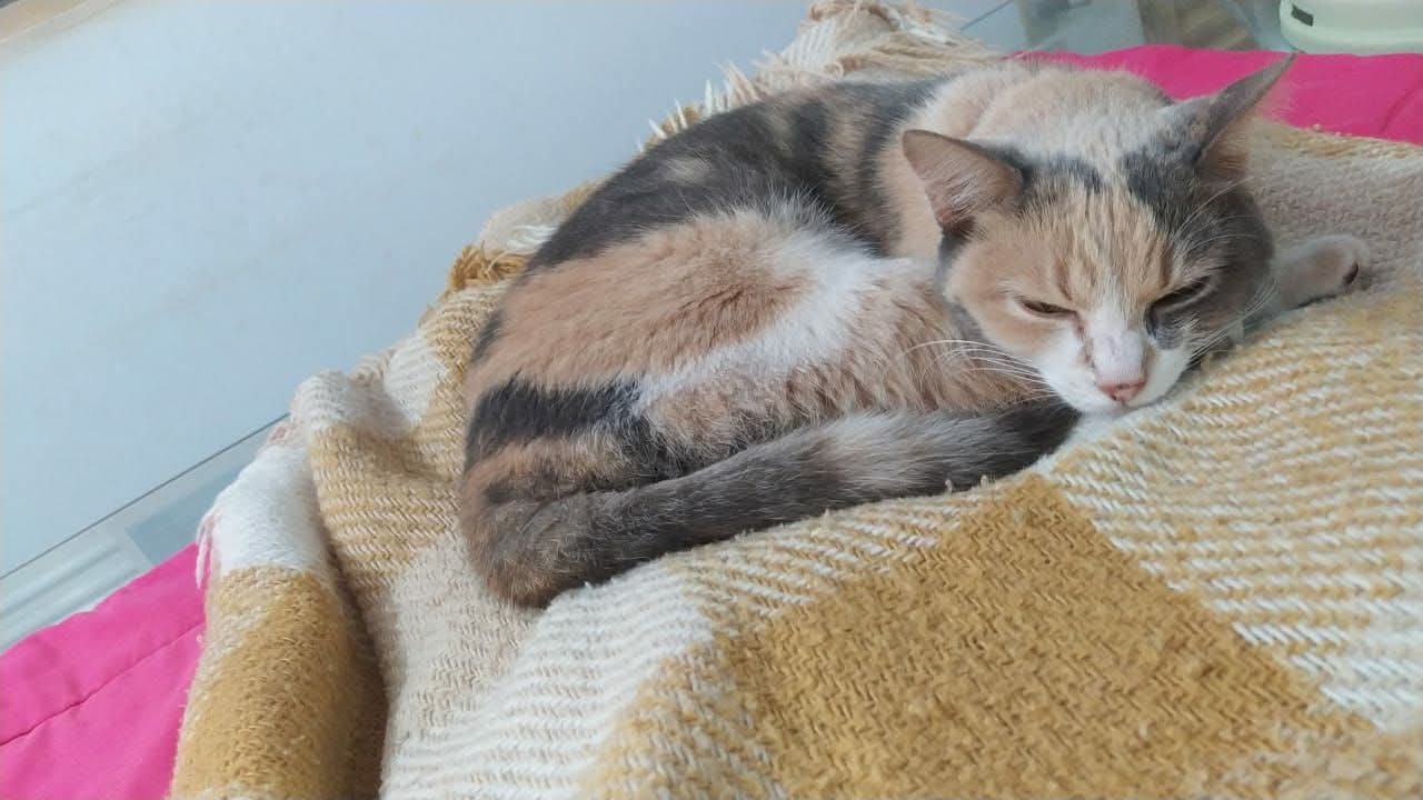 PROCURA-SE A GATA FILOMENA (FIFI)