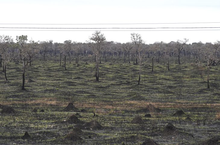 Com mais chuvas e baixas temperaturas, junho deste ano teve redução de 92,8% da área queimada no Pantanal